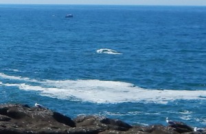 Whale Four